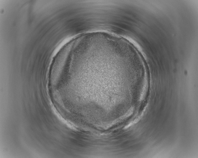 X0000066000949200603172202