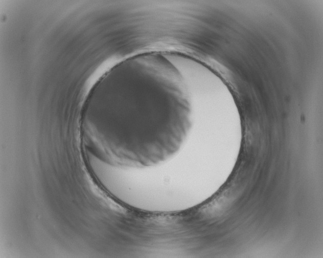 X0000066000950200603172202