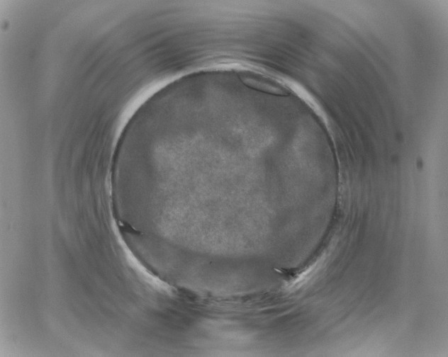 X0000066000951200603172202