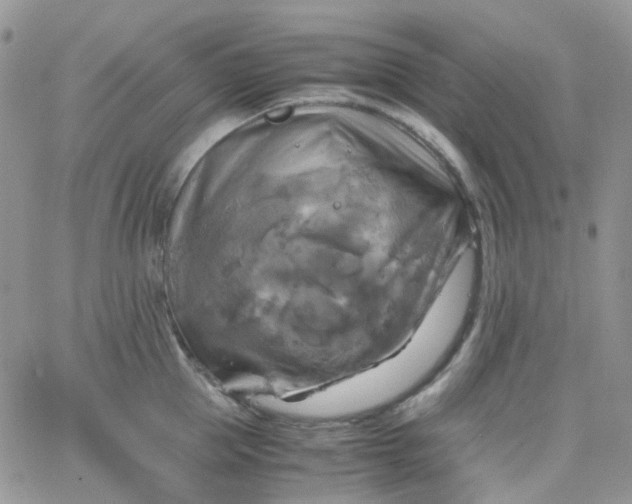 X0000066000953200603172202