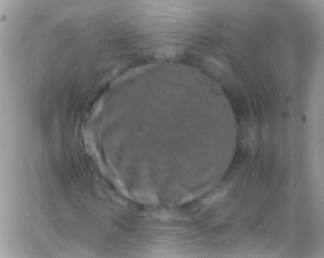 X0000066000962200603172201