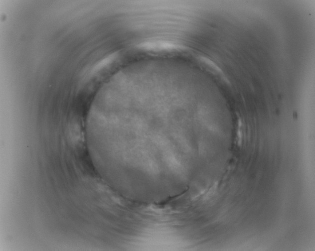 X0000066000966200603172201