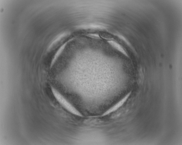 X0000066000967200603172201