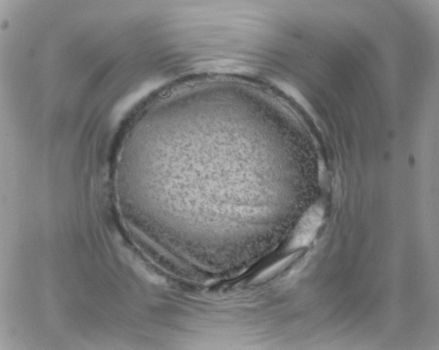 X0000066000971200603172201