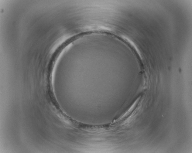 X0000066000975200603172201