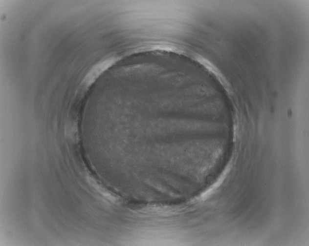 X0000066000977200603172201