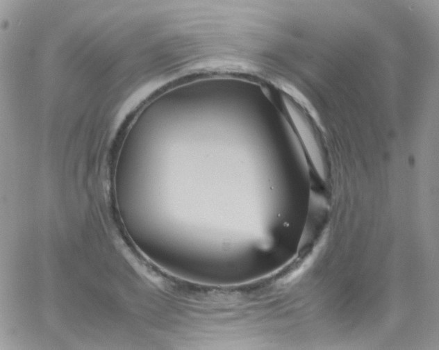 X0000066000981200603172201