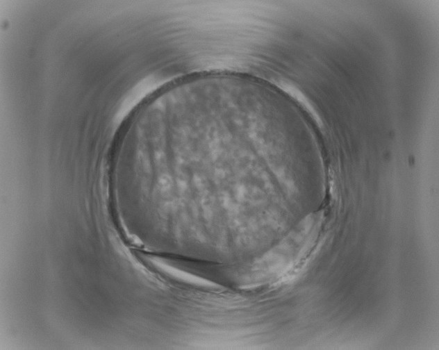 X0000066000983200603172201