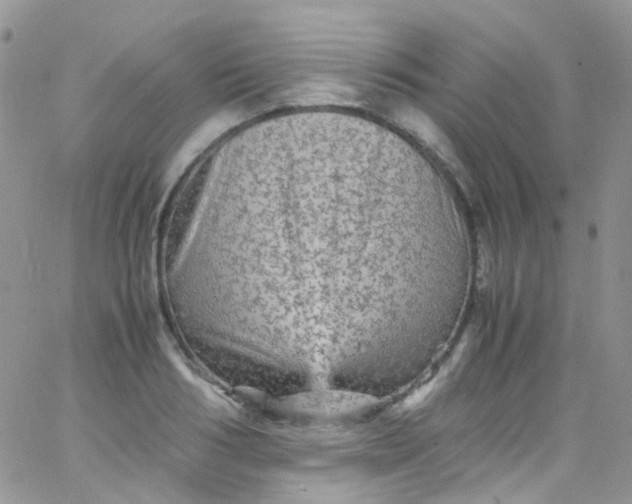 X0000066000986200603172201