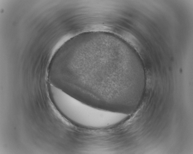 X0000066000990200603172201