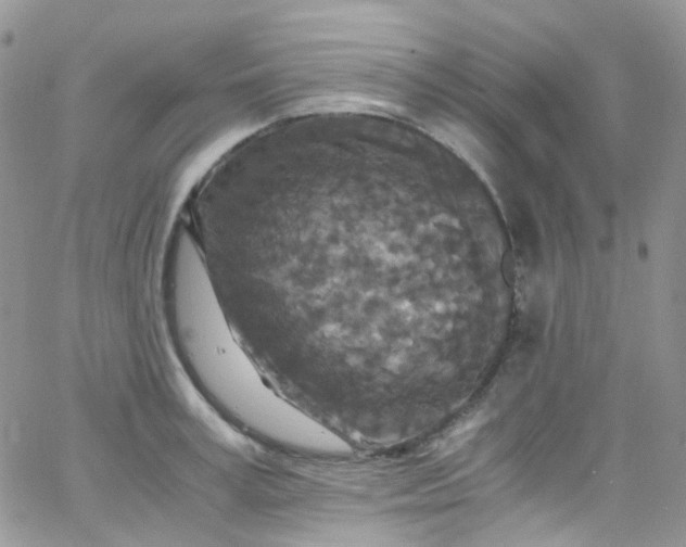 X0000066000995200603172201