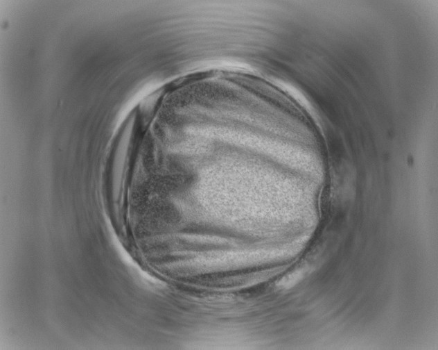 X0000066000999200603172201