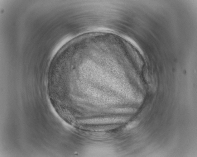 X0000066001007200603172200