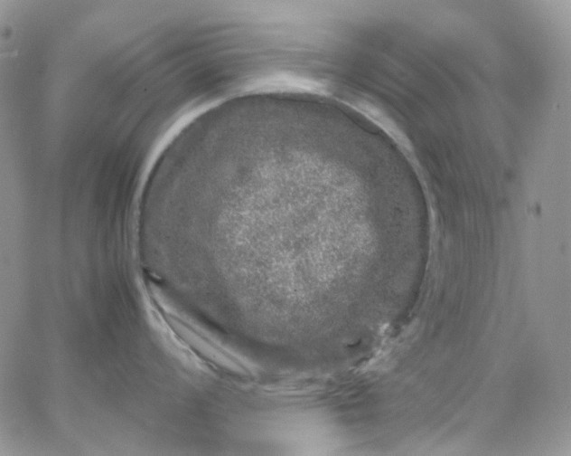 X0000066001008200603172200