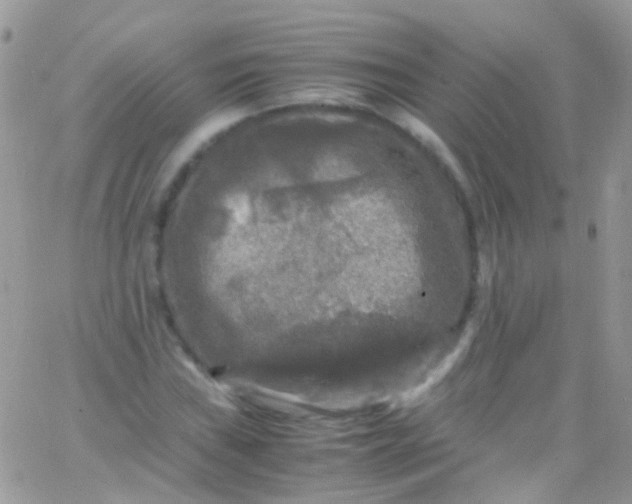 X0000066001019200603172200