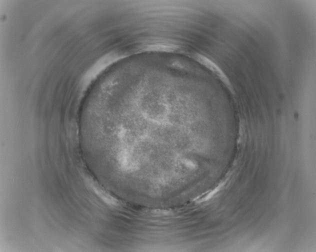 X0000066001027200603172200