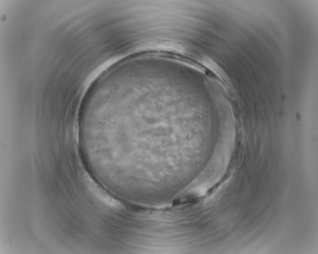 X0000066001028200603172200