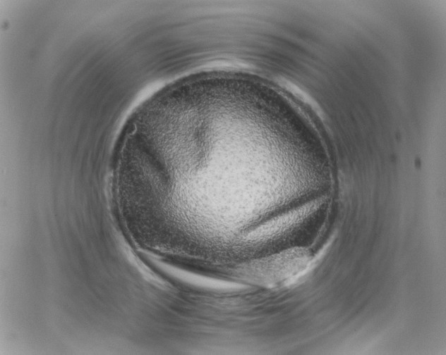 X0000066001029200603172200