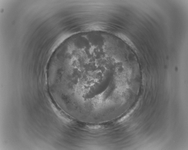 X0000066001031200603172200