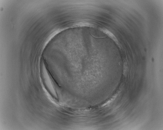 X0000066001039200603172200