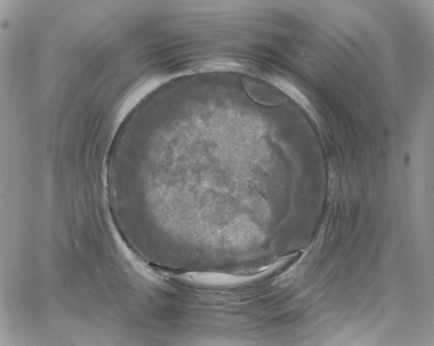 X0000066001047200603172200