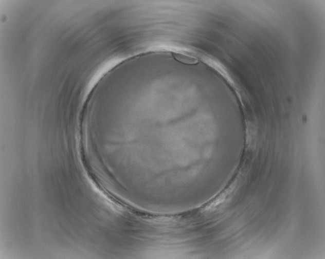 X0000066001048200603172200