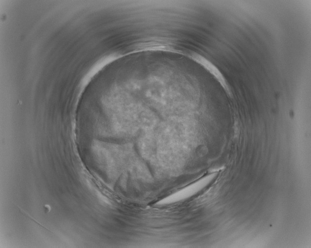 X0000066001051200603172200