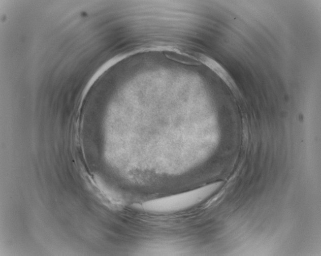 X0000066001052200603172200