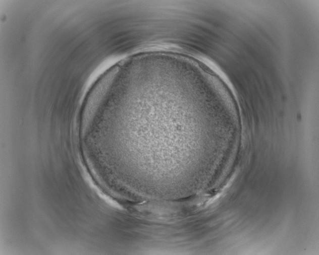 X0000066001053200603172200