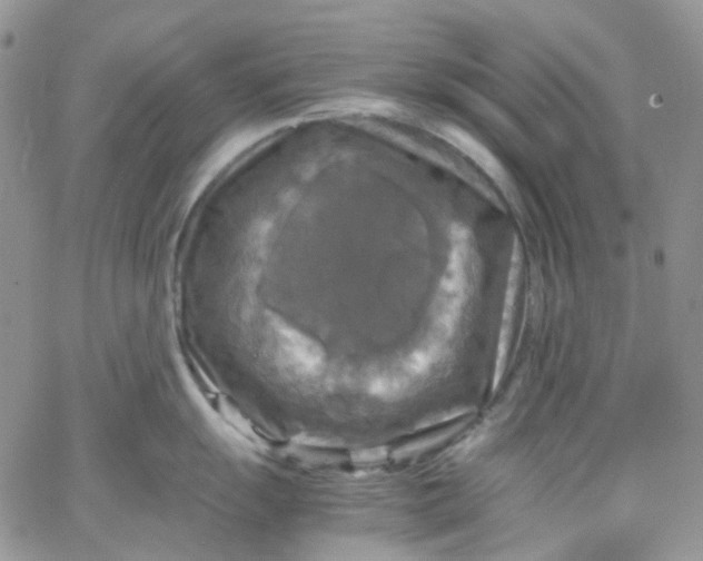 X0000066001055200603172200