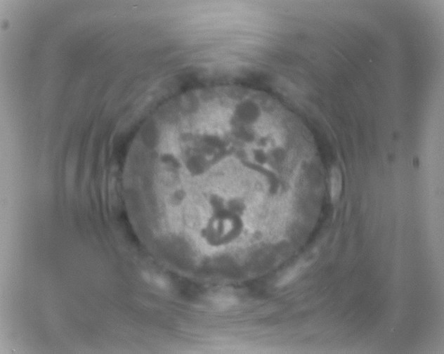 X0000066001059200603172200