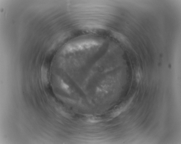 X0000066001060200603172200