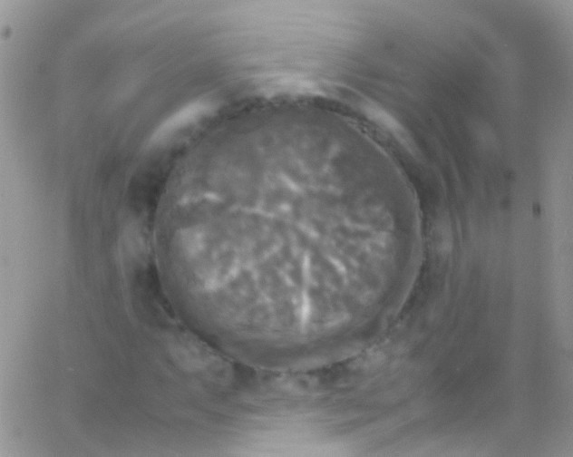 X0000066001063200603172200