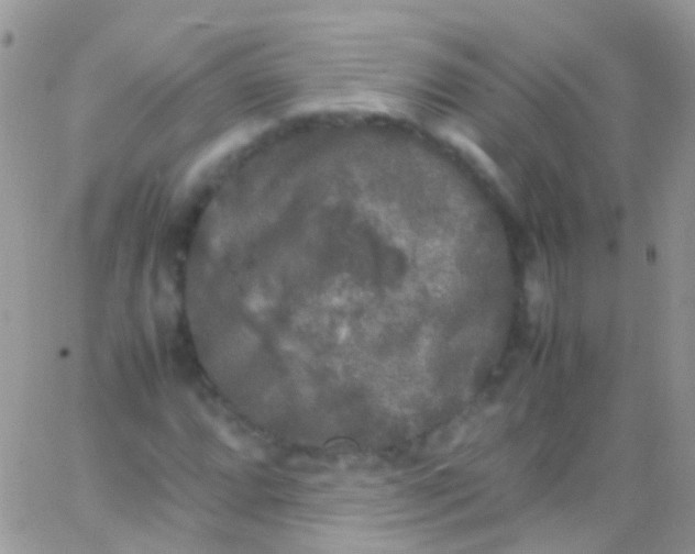 X0000066001064200603172200