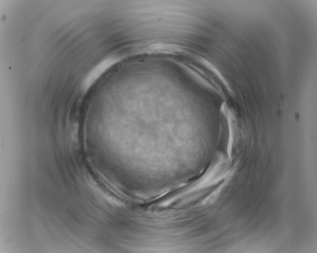 X0000066001066200603172159