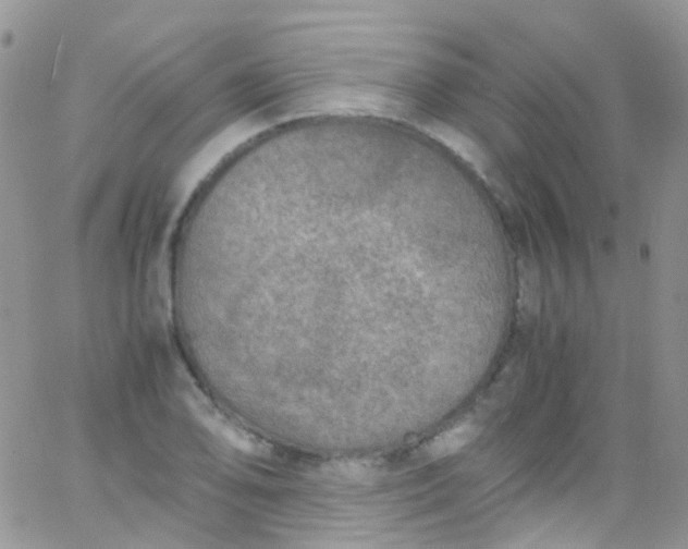 X0000066001078200603172159