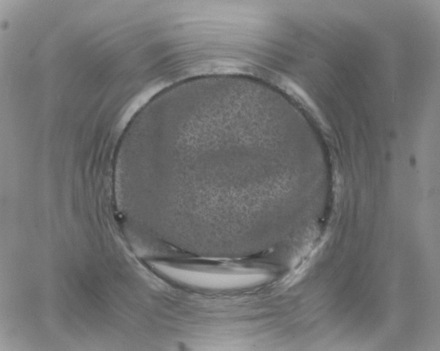 X0000066001081200603172159