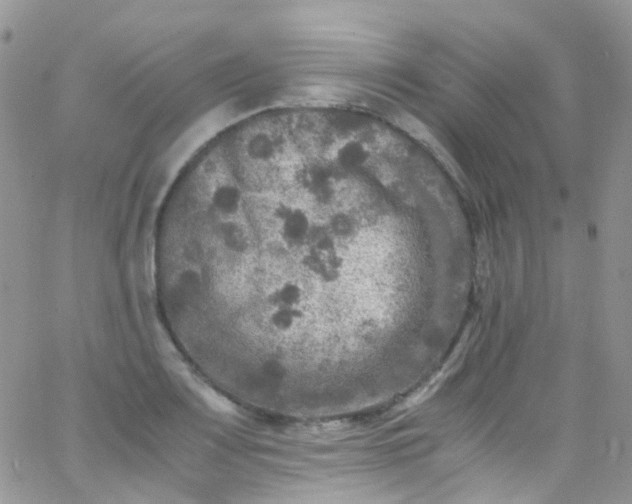 X0000066001083200603172159