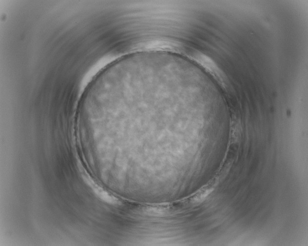 X0000066001086200603172159