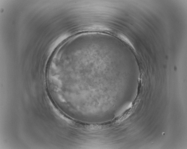 X0000066001087200603172159