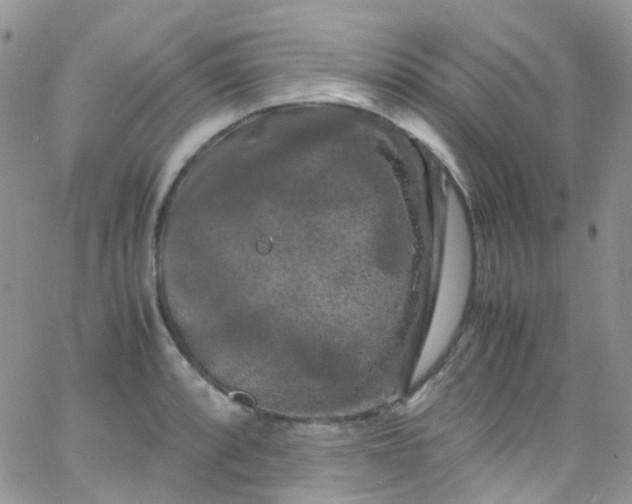 X0000066001088200603172159