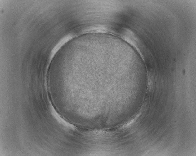 X0000066001090200603172159