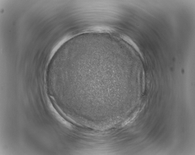 X0000066001091200603172159