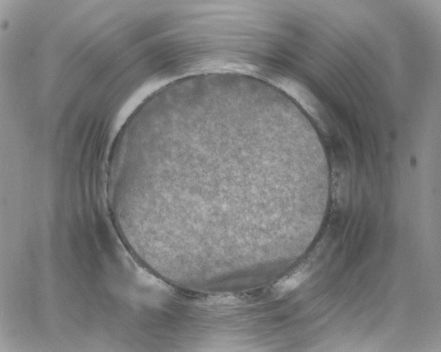 X0000066001094200603172159