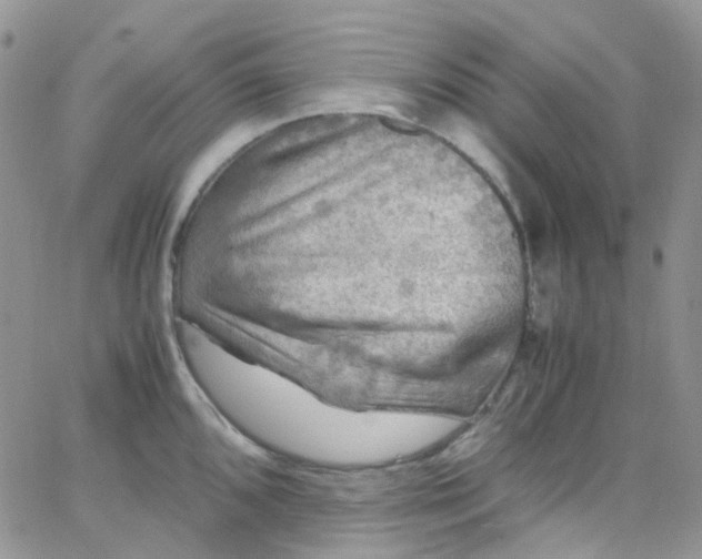 X0000066001096200603172159