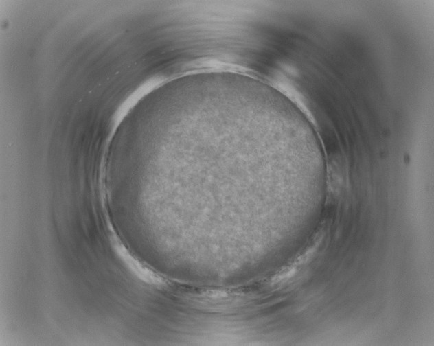 X0000066001098200603172159