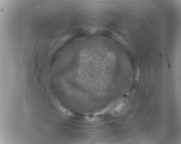 X0000066001105200603172158