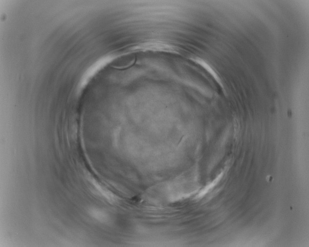 X0000066001115200603172158