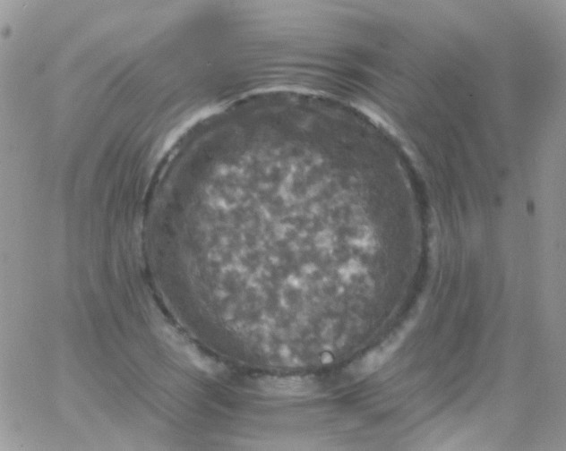 X0000066001121200603172158