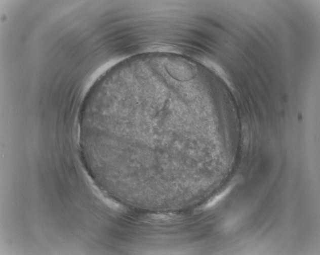 X0000066001125200603172158